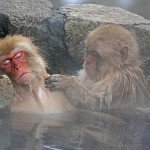 Takasakiyama, la montaña de los monos