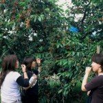 Cosechar fruta en Japón, una opción divertida