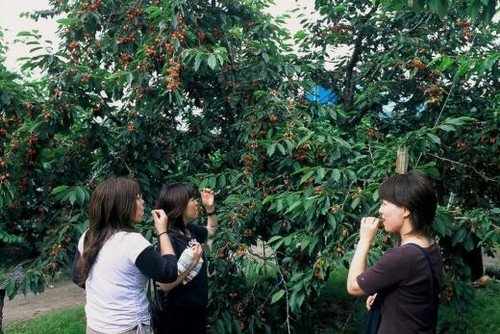 Cosecha de fruta en Japon