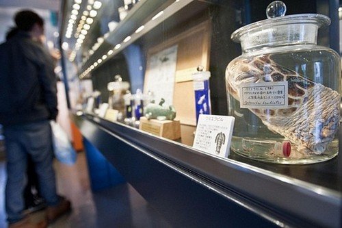 Museo Meguro de Parasitos