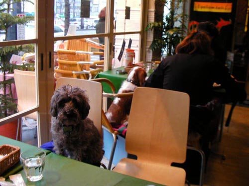 Dog Café, no dejes fuera a tu perrito
