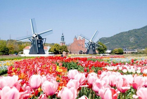 El Gran Festival de los Tulipanes, en Nagasaki