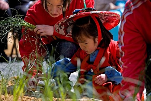 El Festival de Otaue, un festival de arroz en junio