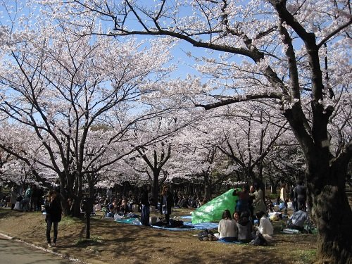 Parque Yoyogi