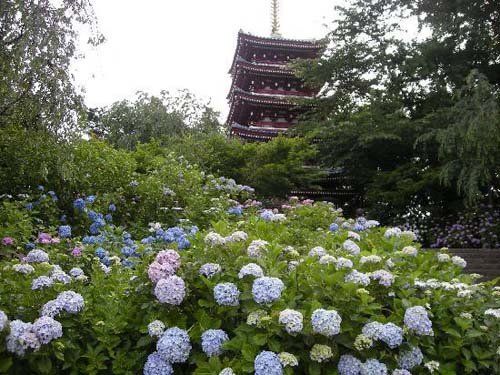 Hondoji, el templo de las hortensias