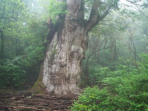 Visita la Isla Yakushima, cedros milenarios
