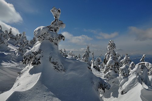 abetos helados en zao