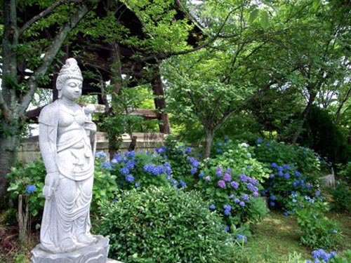 Ajisai Matsuri, hortensias en flor