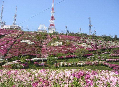 Azaleas en Oohirayama