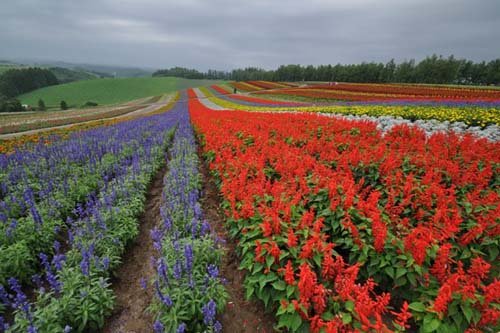 Las rutas panorámicas de Biei, en Hokkaido
