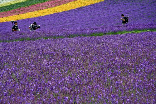 Los campos de lavanda de Furano