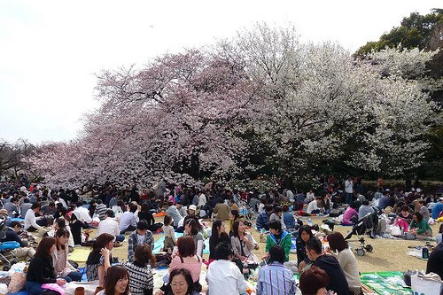 Hanami