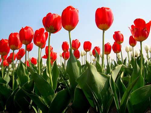 Festival del Tulipan, en Kamiyubetsu
