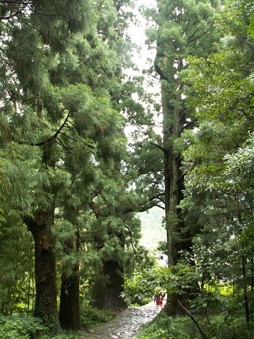 El Bosque Kumano, un sitio muy espiritual
