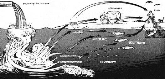 Minamata, su trágica historia