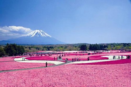 Shibazakura Matsuri, a los pies del Monte Fuji