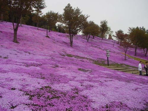 Takinoue, el pueblo rosado