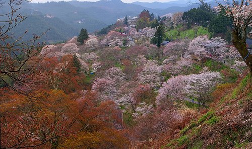 Los cerezos del monte Yoshino